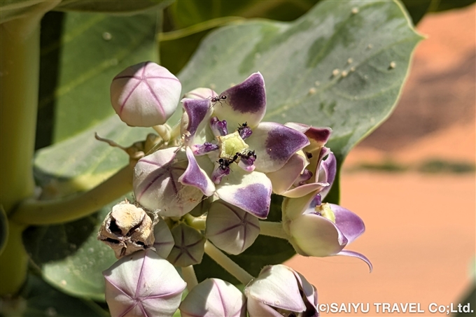 砂漠に咲く花　カロトロピス・プロケラ（Calotropis procera）
